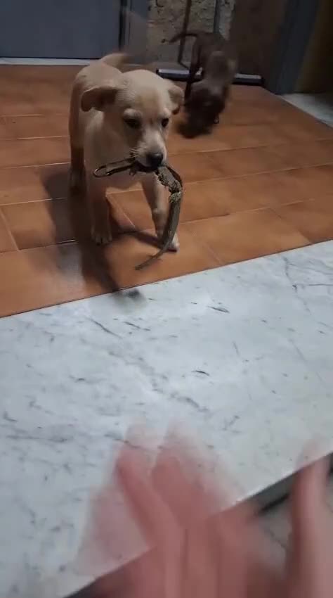 Meticcio cani in regalo: Olivia, mix bassotto/segugio! (12kg) - Video 1