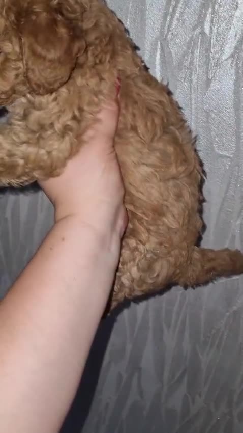 Barboncino Toy cani in vendita: Barboncino  - Video 2