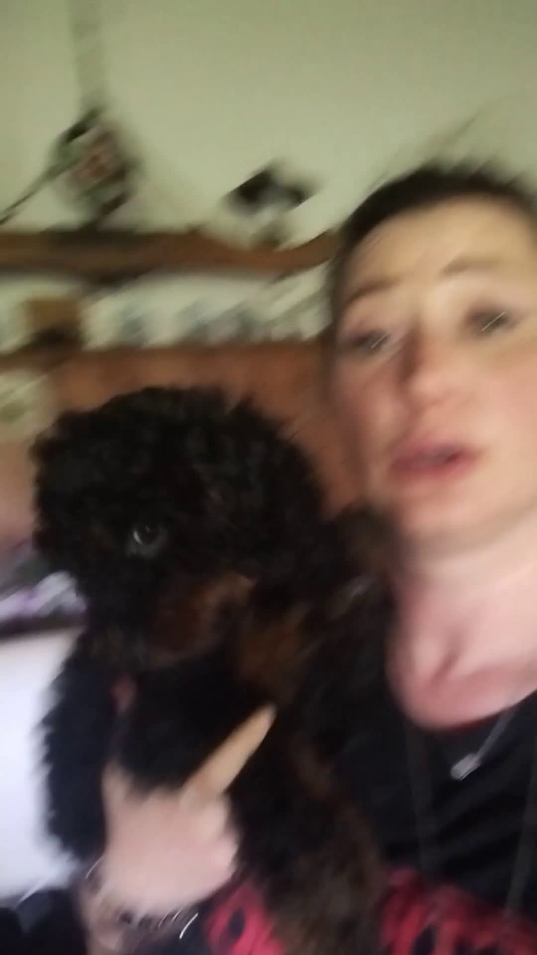 Barboncino cani in vendita: barboncini Phantom  - Video 2
