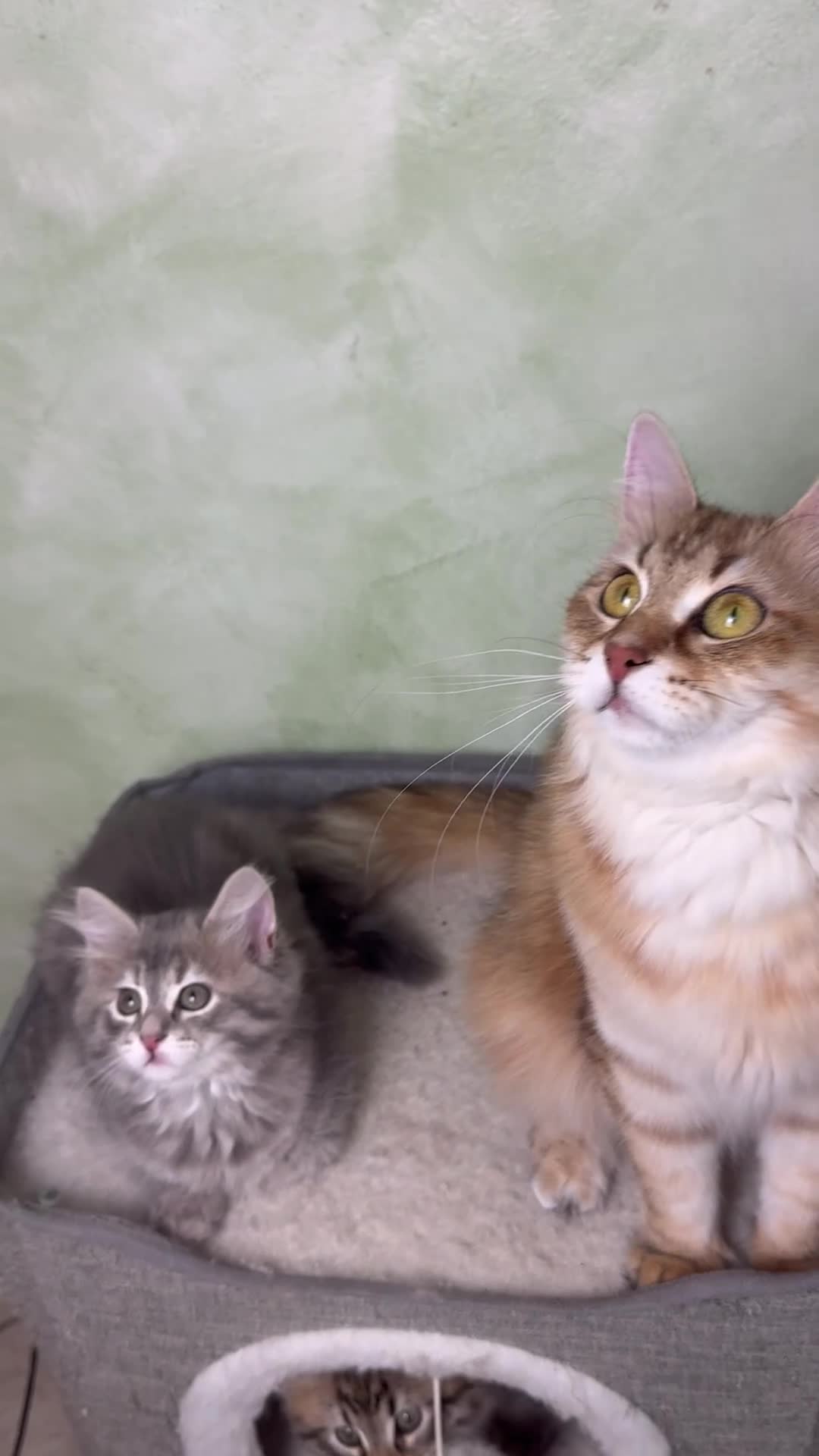 Siberiano gatti in vendita: Ultimi due cuccioli gatto siberiano pedigree ENFI - Video 1