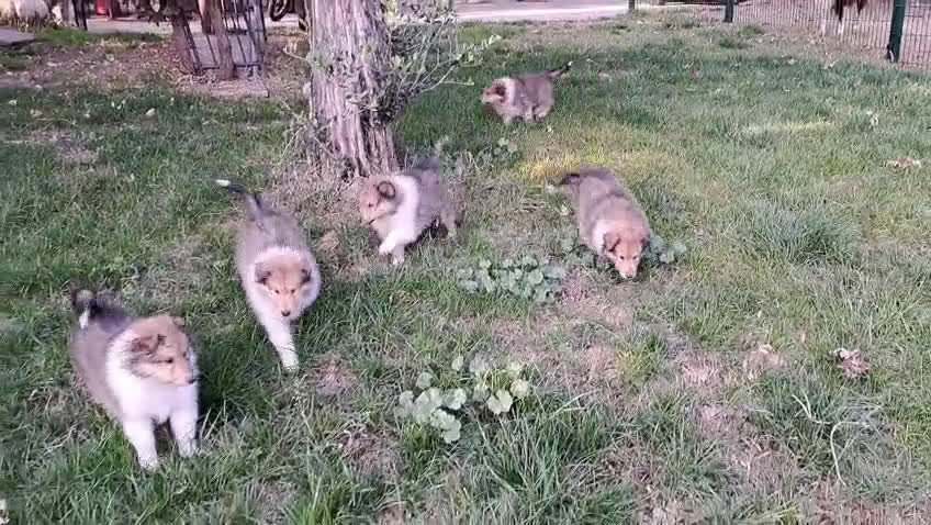 Collie cani in vendita: Cuccioli di collie fulvi - Video 2