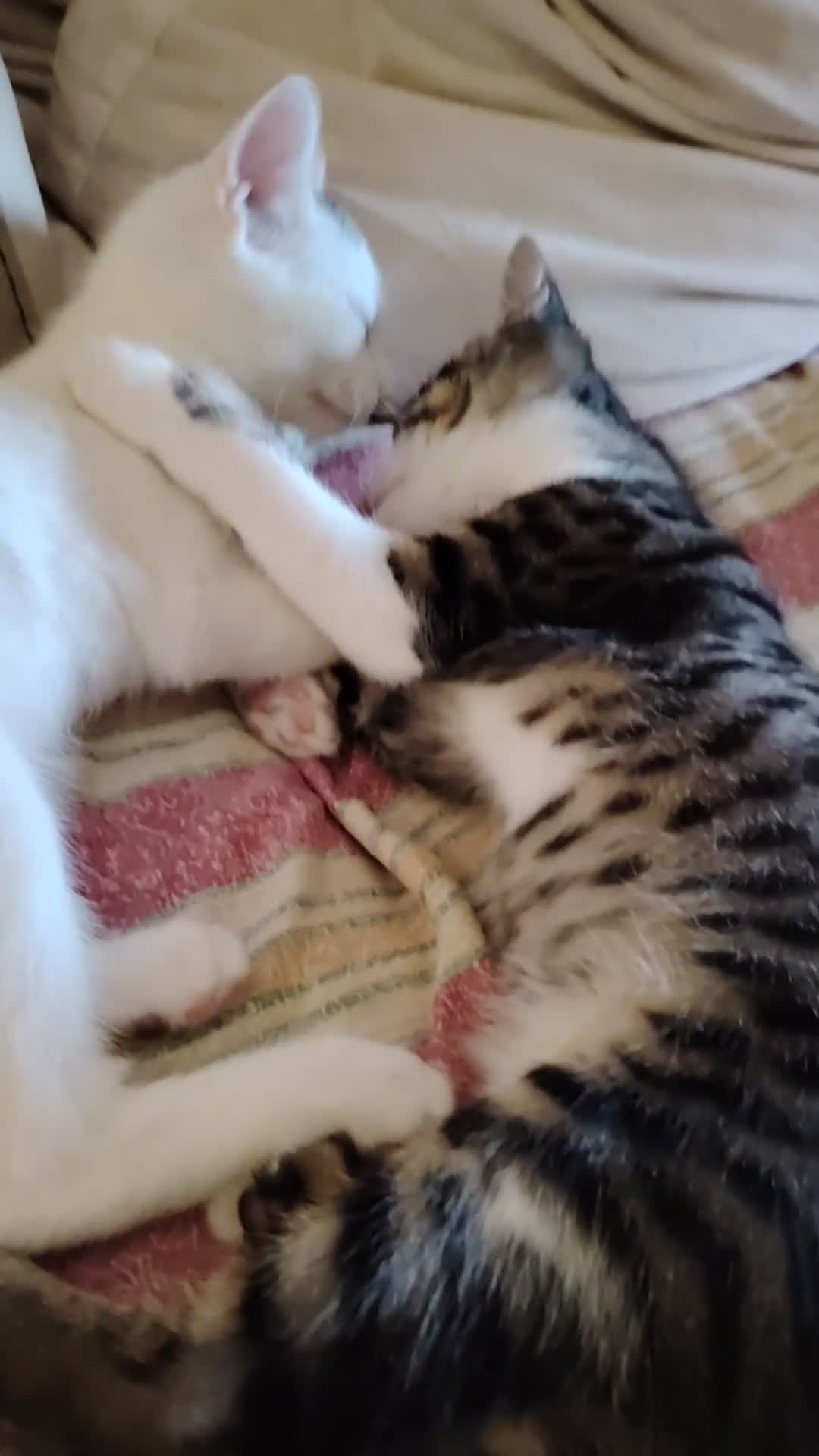 Europeo gatti in regalo: Si affida gratuitamente coppia fratellini maschi  - Video 1