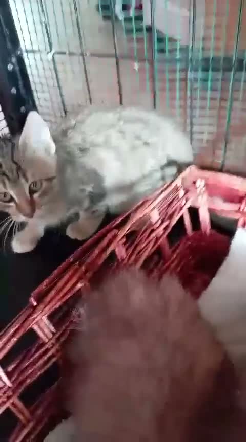 Europeo gatti in regalo: gatto cucciolo 2 mesi❤️ - Video 1