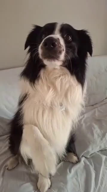 Border Collie cani in vendita: Vendita  - Video 2