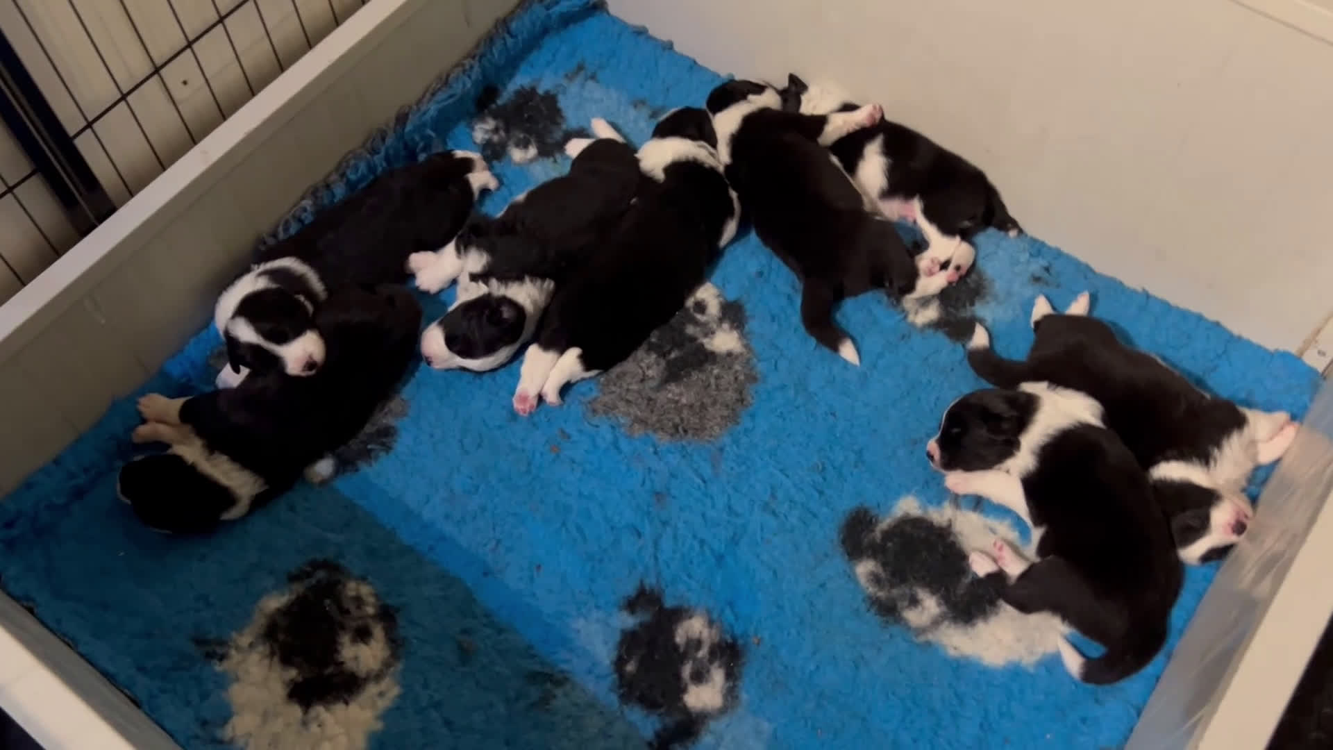 Border Collie cani in vendita: Border collie  - Video 2