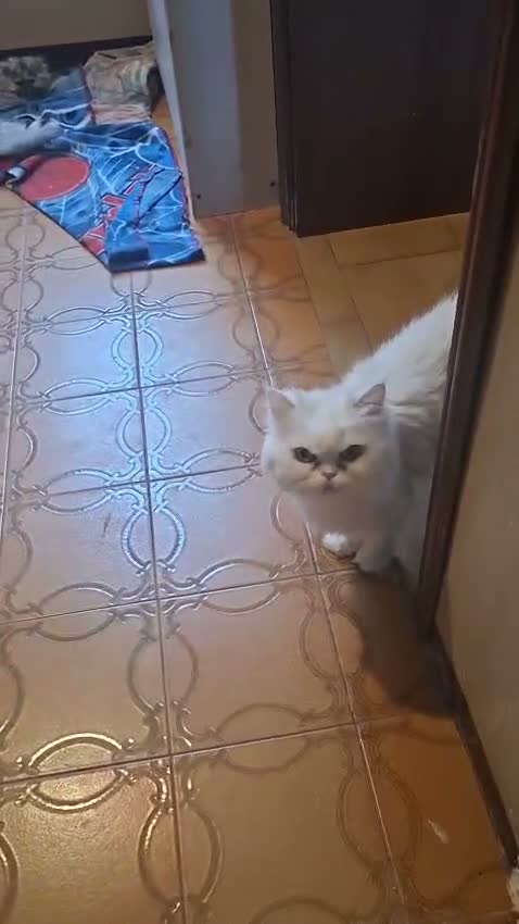Persiano gatti in vendita: Persiani - Video 1