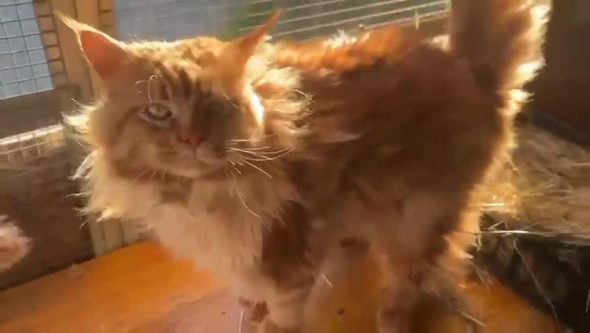 Maine Coon gatti in vendita: Cucciolo maine coon {LestatXCelebrant} - Video 2