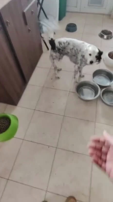 Meticcio cani in regalo: Pia: 13 anni, adozione del cuore  - Video 1