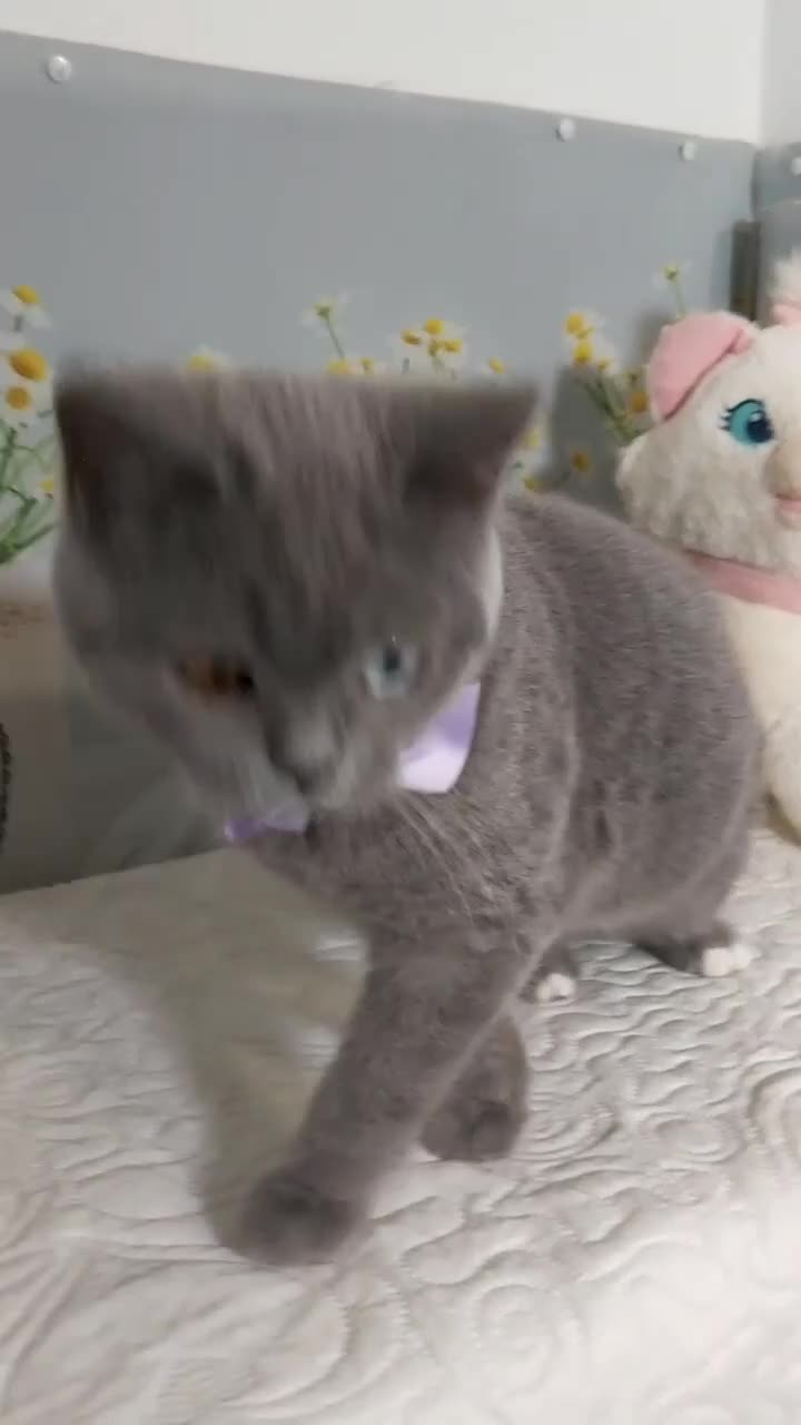 Scottish gatti in vendita: Scottish Straight occhi impari  - Video 2