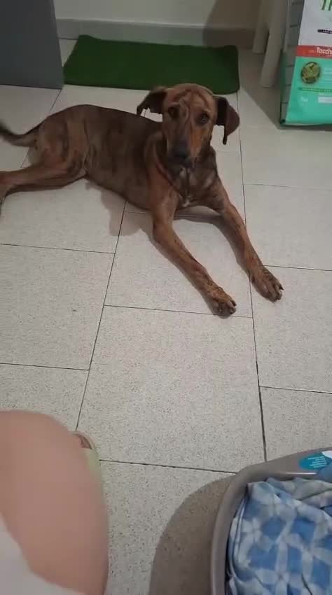 Meticcio cani in regalo: Chanel! (18kg-8 mesi)  - Video 1
