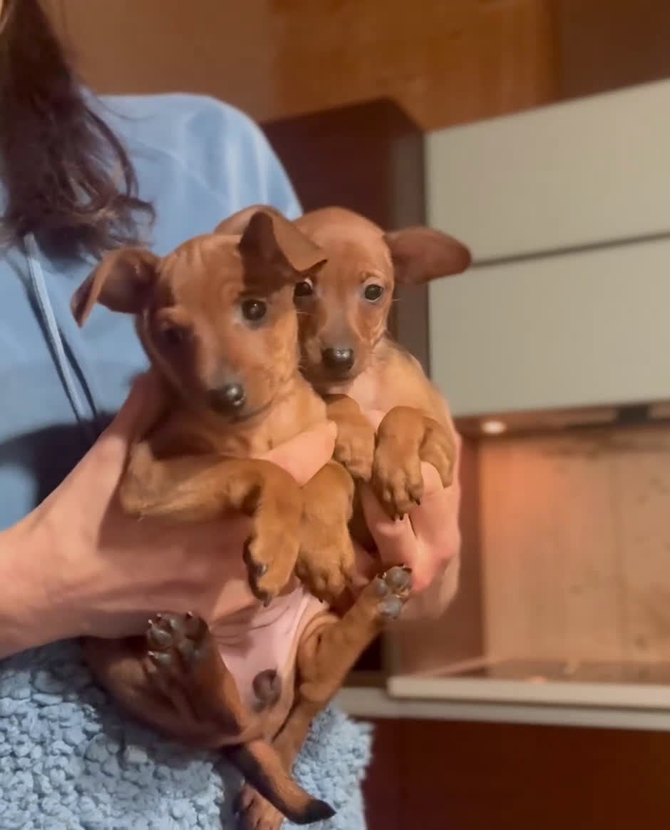 Pinscher Miniatura cani in vendita: Meravigliosa cucciola rosso cervo  - Video 1