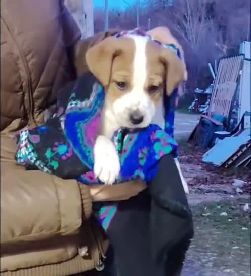 Jack Russell cani in vendita: Jack russell zampa corta  - Video 1