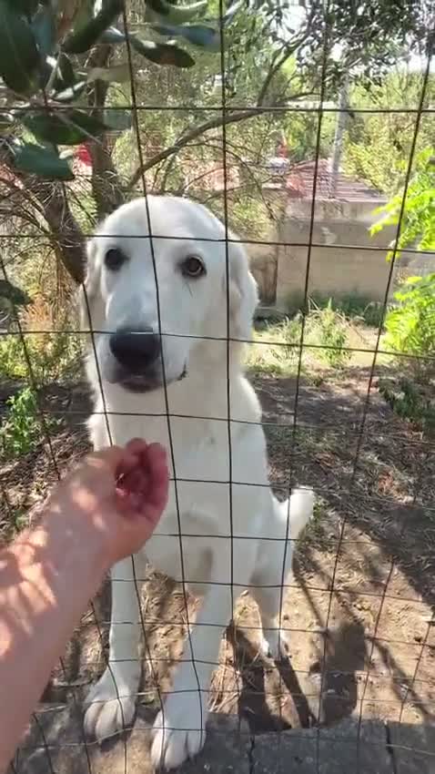 Pastore Abbruzzese Maremmano cani in regalo: Sophie cucciolona tenerissima - Video 1