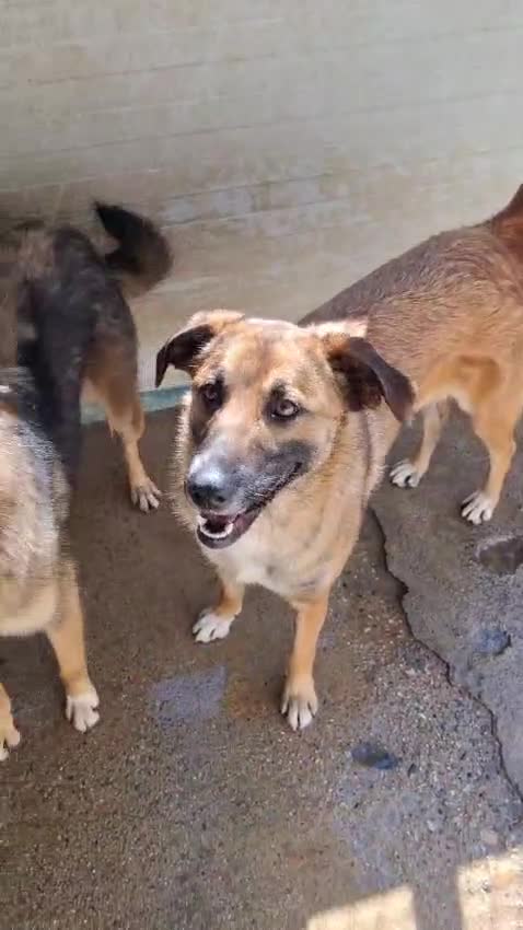 Meticcio cani in regalo: BRENDA 🩷 - cucciola che sorride!Ancora nel box 😢 a Provincia di Mantova - Video 1