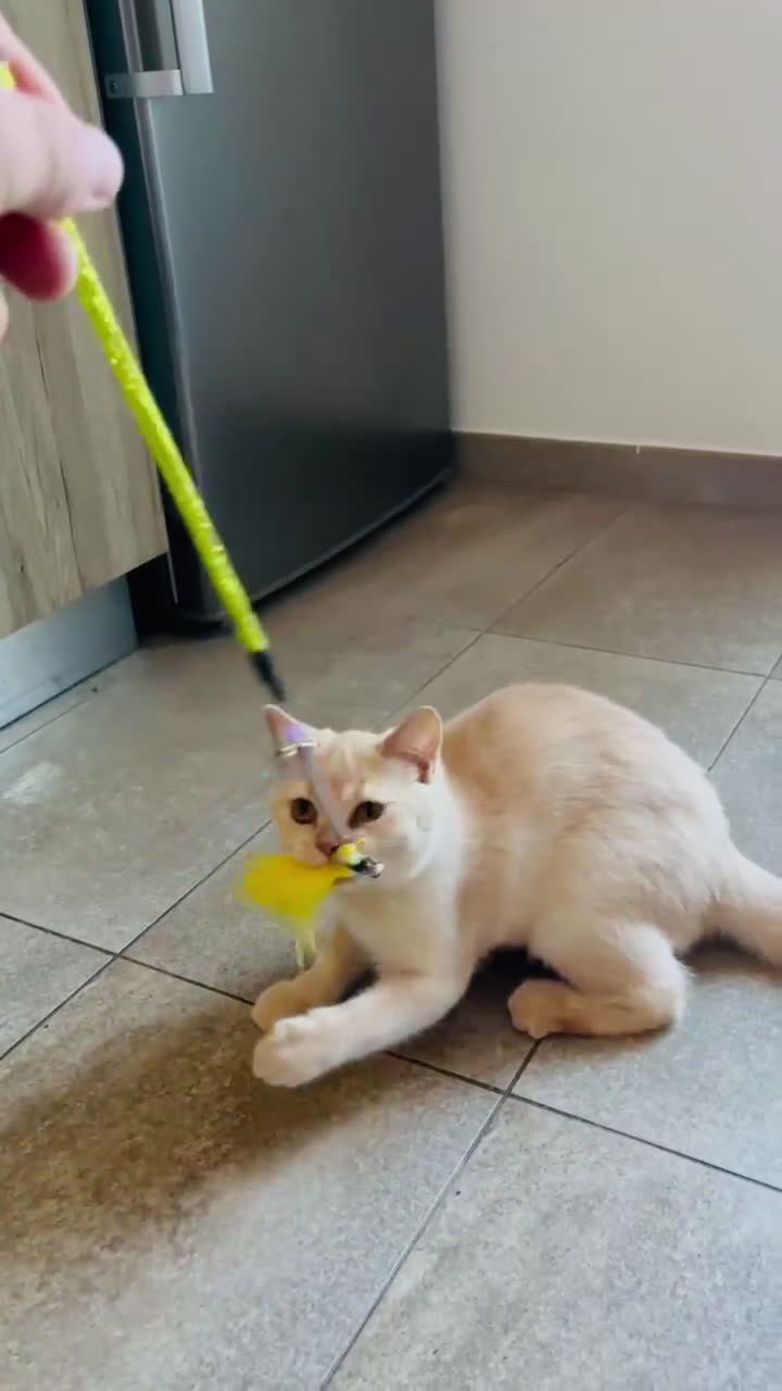 Scottish gatti in vendita: Scottish  - Video 1