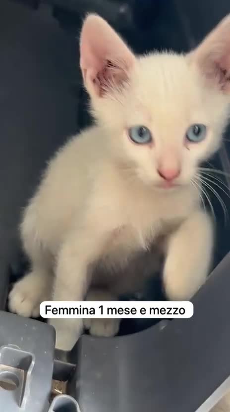 Europeo gatti in regalo: BLUE SPLENDIDO GATTINO - Video 2