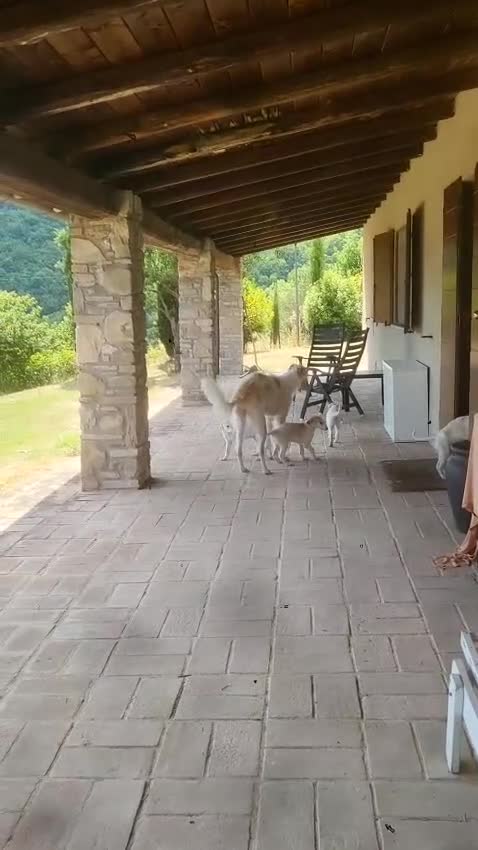 Levriero cani in vendita: Cuccioli di Levriero Borzoi disponibili a Provincia di Pesaro e Urbino - Video 1