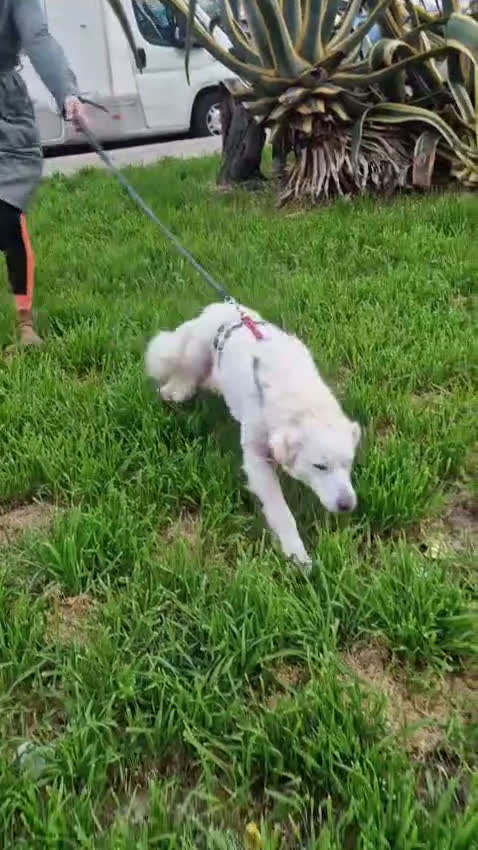 Meticcio cani in regalo: Fatima cagnolona dal cuore grande a Provincia di Padova - Video 4