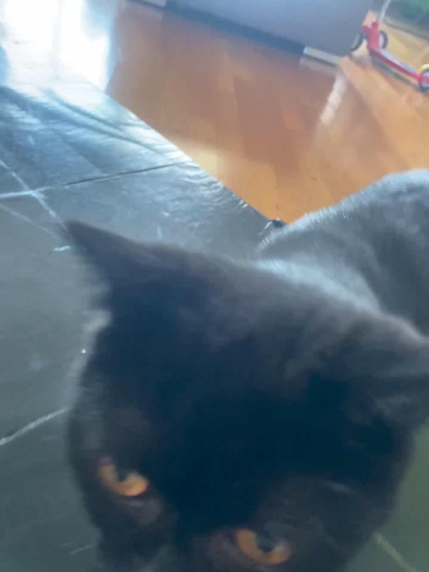 British gatti in vendita: British Femmina 10 mesi  - Video 1