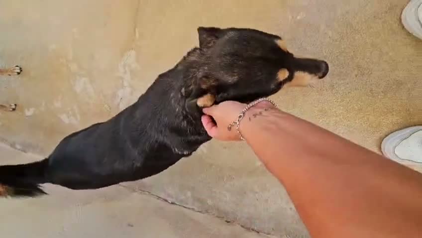 Pinscher Tedesco cani in regalo: Philips: pinscherino socievole. Lo cedono  - Video 2