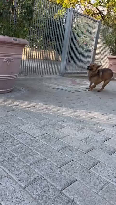 Affenpinscher cani in regalo: ULISSE LUPETTO - Video 2