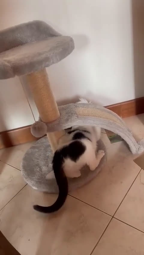 Meticcio gatti in regalo: BIANCO : SUPER COCCOLONE - Video 1