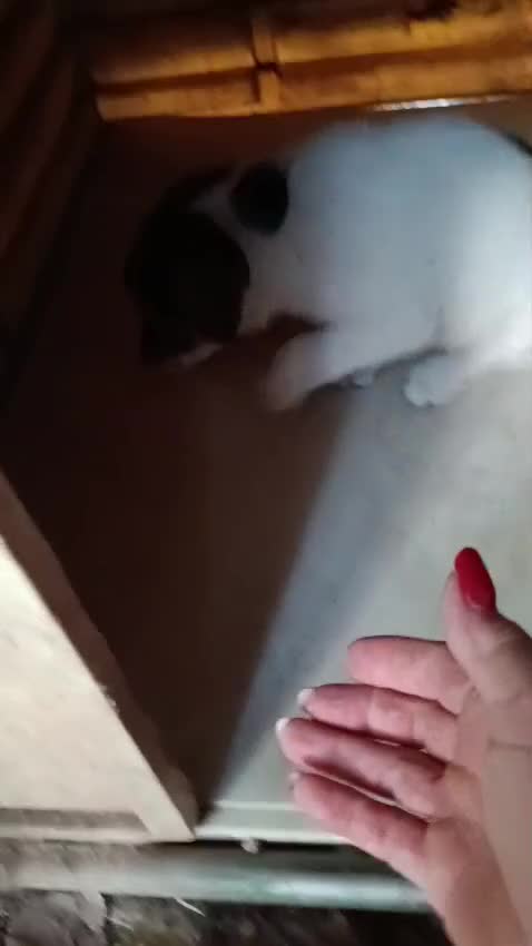 Meticcio cani in regalo: Tim e Kia! (25kg-2 mesi)  - Video 1