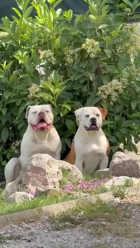 Bulldog cani in vendita: Cucciolo American bulldog  a Provincia di Latina - Video 1