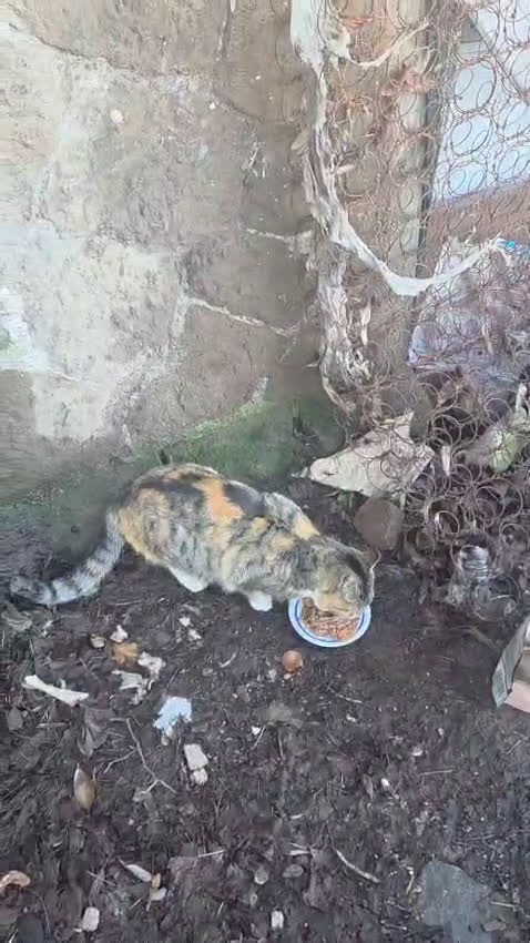 Europeo gatti in regalo: STELLA ADOZIONE URGENTE - Video 1