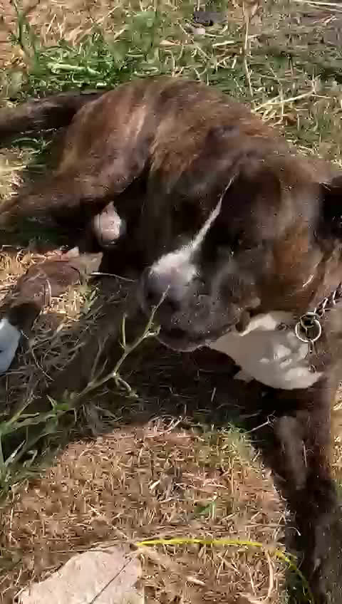 Meticcio cani in regalo: Una famiglia per Ronny - Video 2