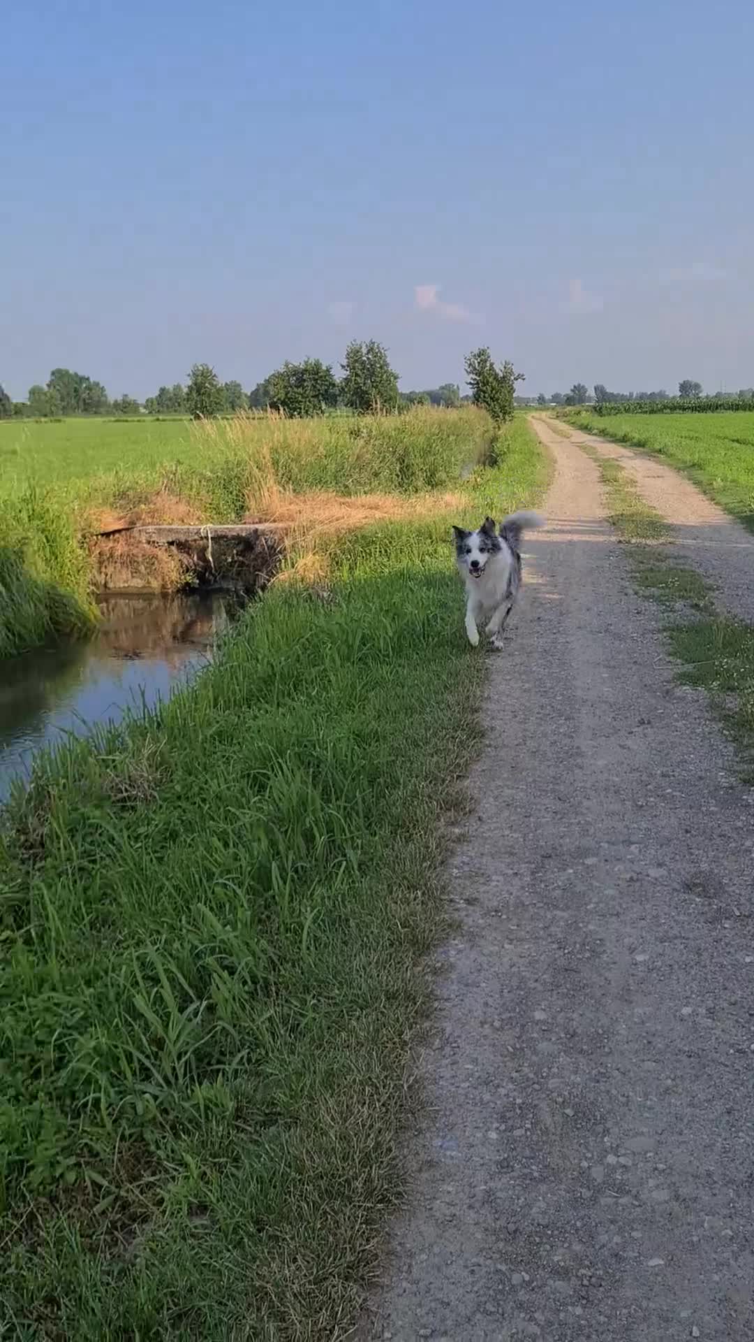 Border Collie cani per accoppiamento: Bellissimo Border con Pedigree per Accoppiamento a Provincia di Cremona - Video 4