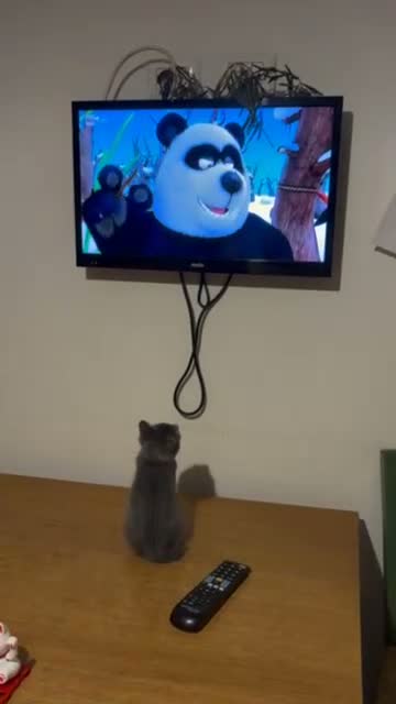 Certosino gatti in regalo: Bellissima certosina, dolce simpatica - Video 1