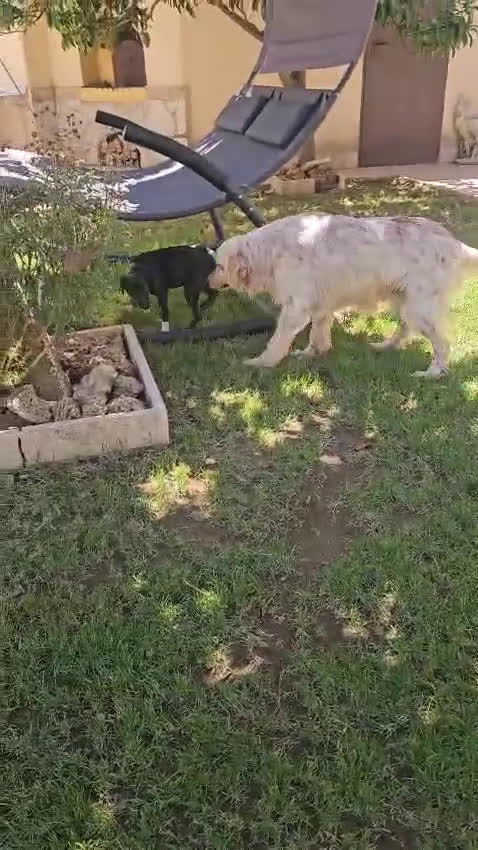 Meticcio cani in regalo: Beatrice: cucciolotta taglia contenuta socievole  a Città Metropolitana di Genova - Video 1