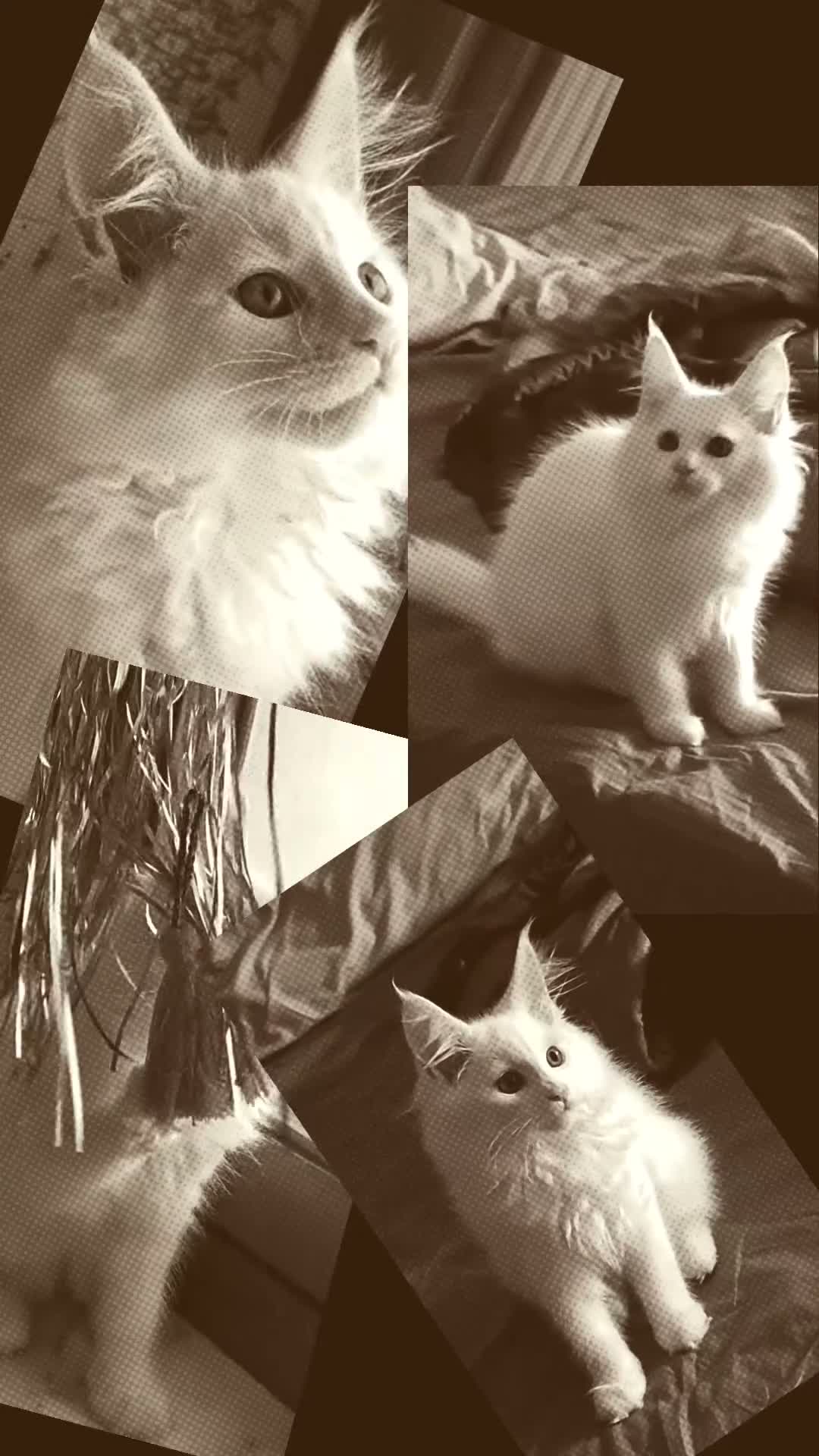 Maine Coon gatti in vendita: Maine Coon femmina  - Video 1