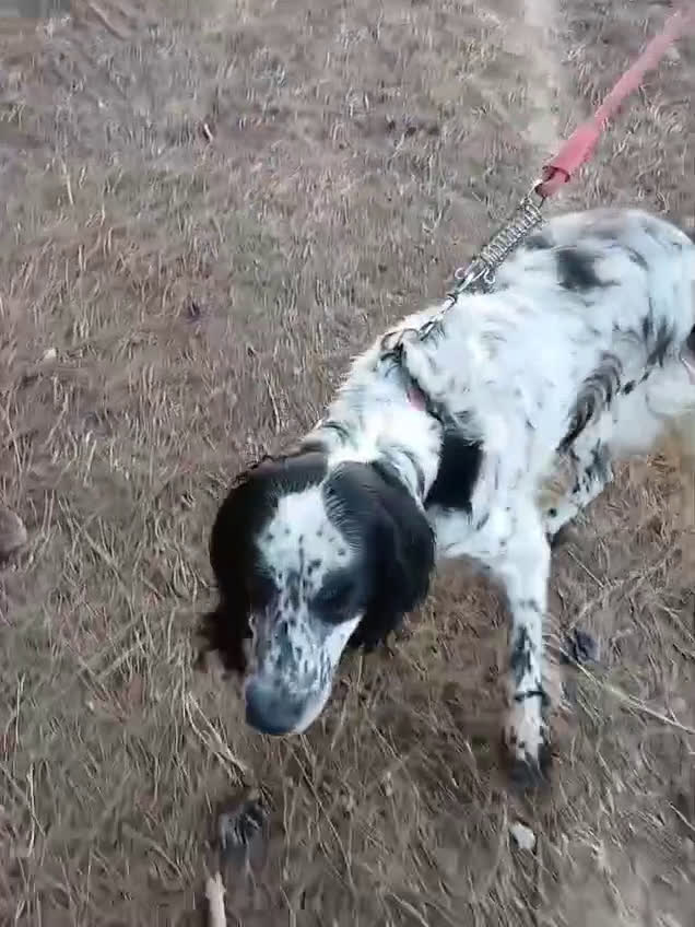Setter Inglese cani in regalo: Splendido Setter Inglese - JACK - Video 2