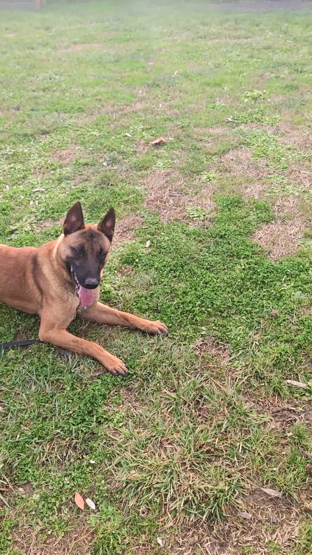 Pastore Belga cani in vendita: Belga malenois  - Video 1