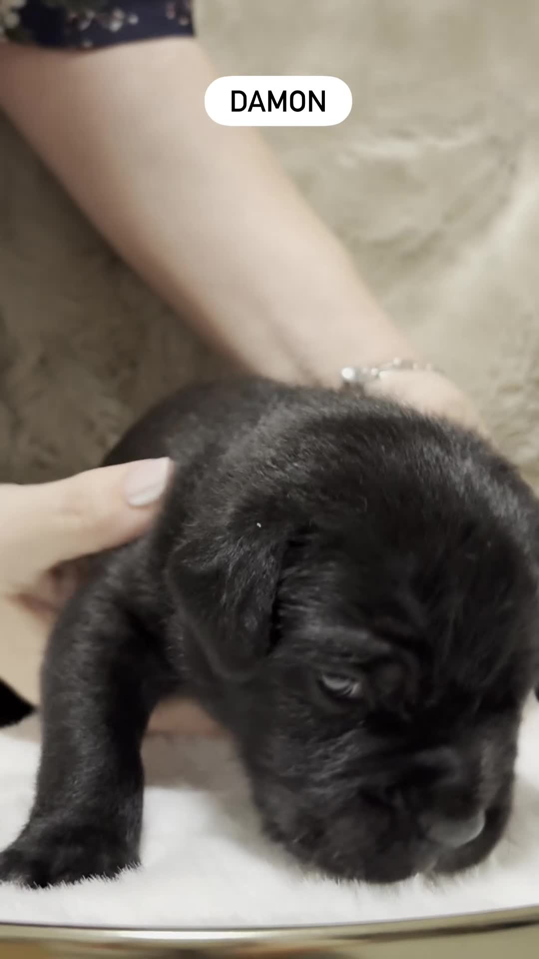 Cane Corso cani in vendita: Cuccioli di Cane Corso  - Video 2