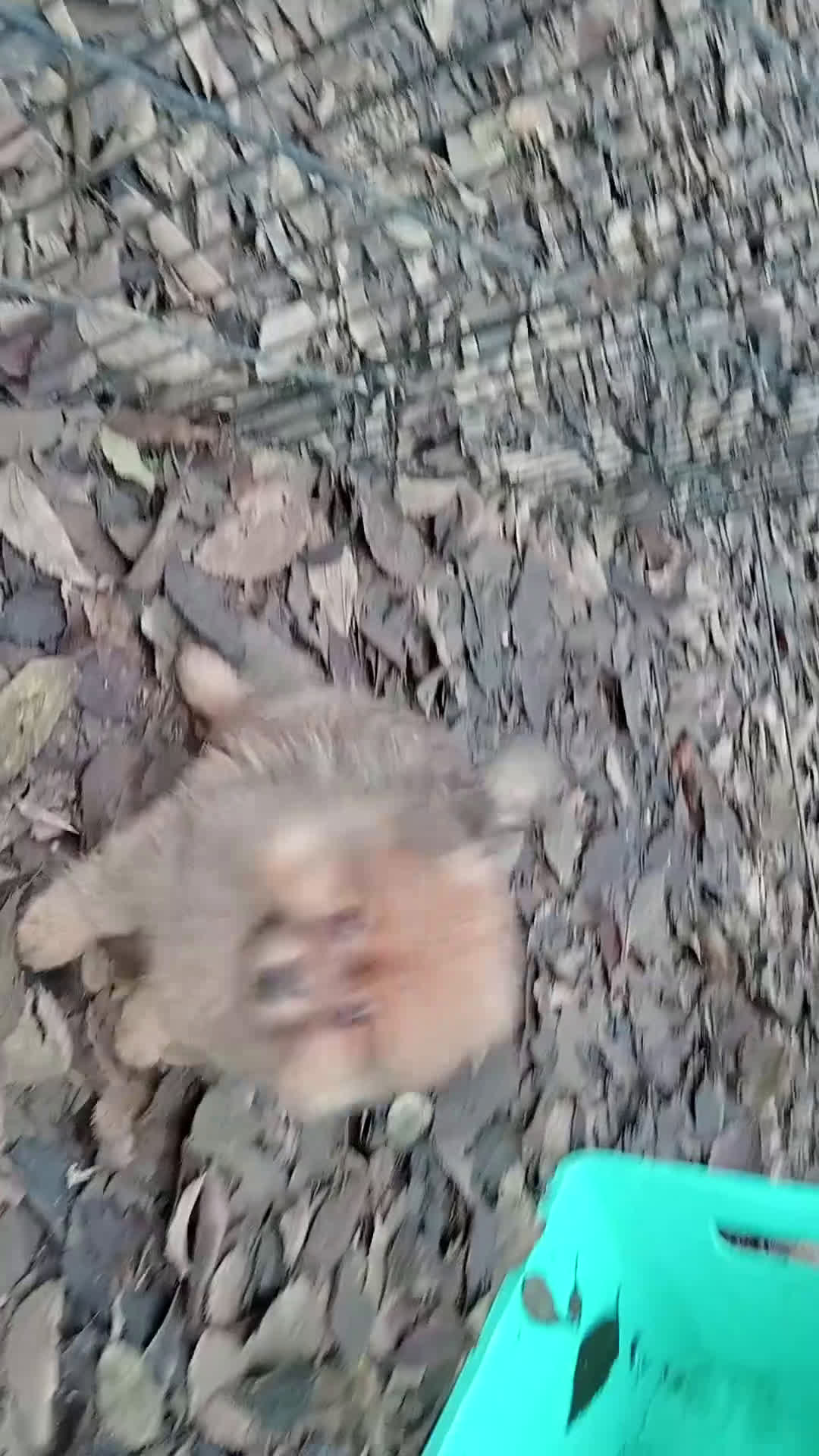 Spitz cani in vendita: Cuccioli Spitz Piccolo  - Video 2