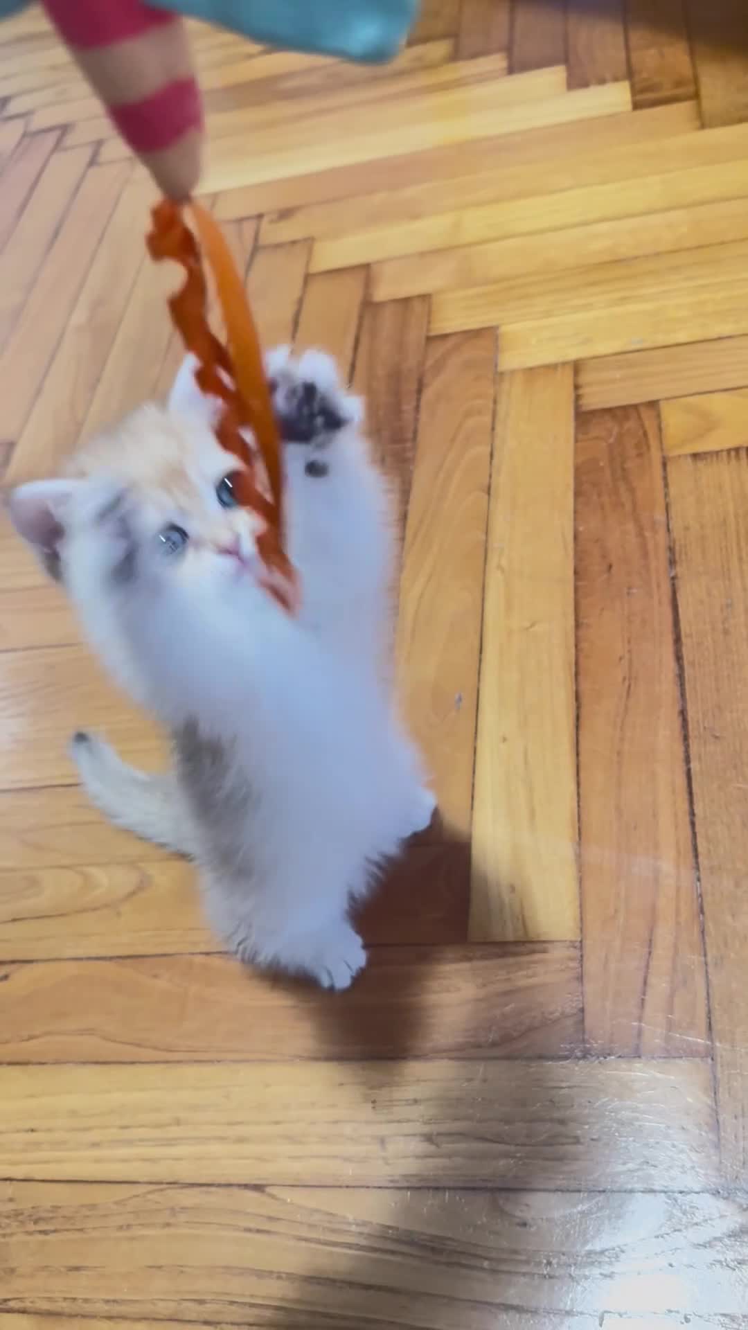 British gatti in vendita: British Golden  - Video 4