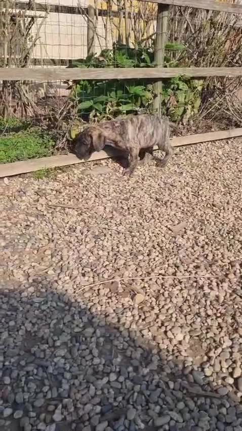 Alano cani in vendita: Cucciolo maschio disponibile a Provincia di Pavia - Video 1