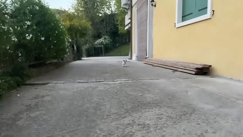 Jack Russell cani in vendita: cuccioli Jack Russell Terrier - Video 2