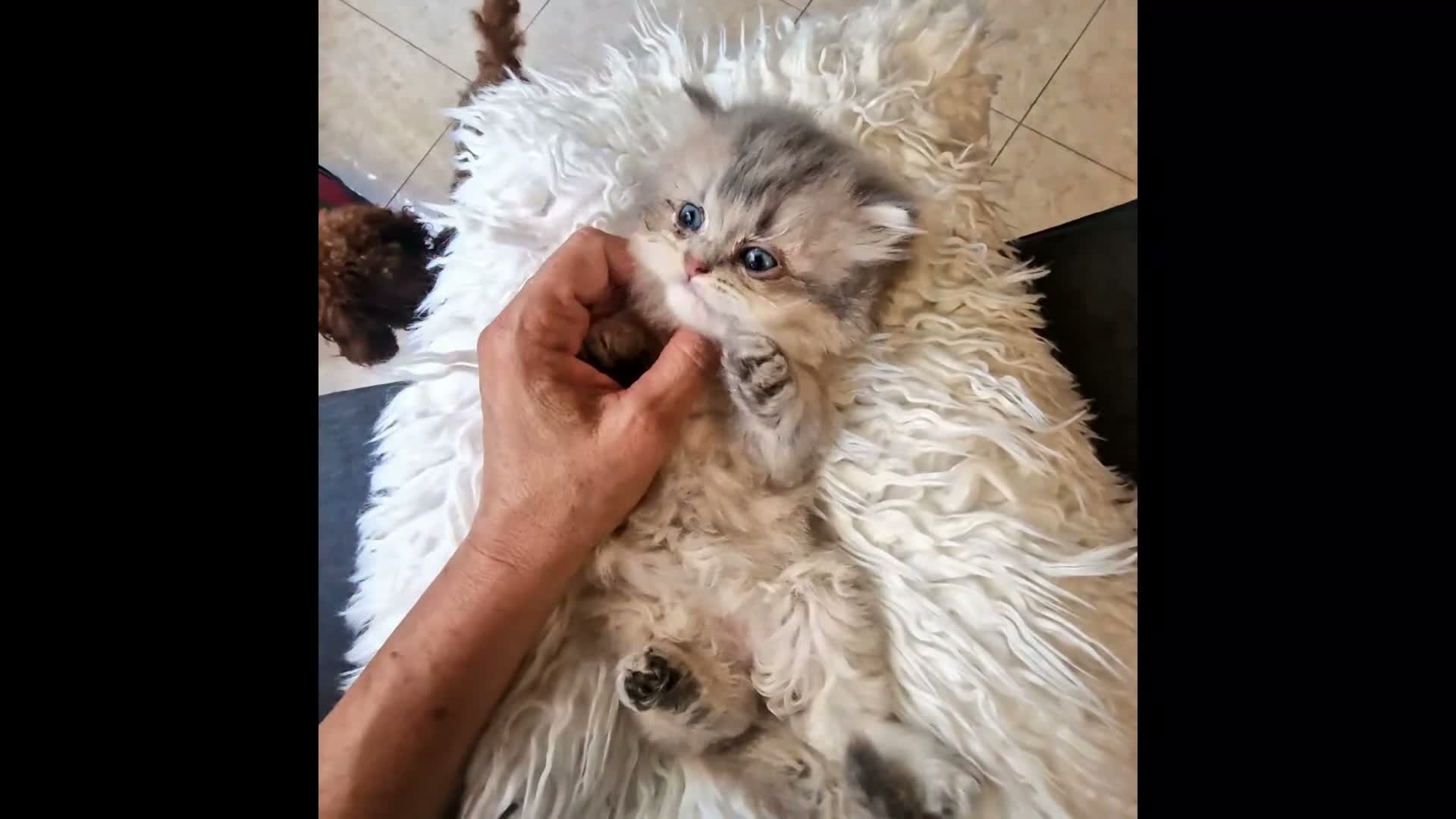 British gatti in vendita: British longhair con pedigree ANFI  - Video 1
