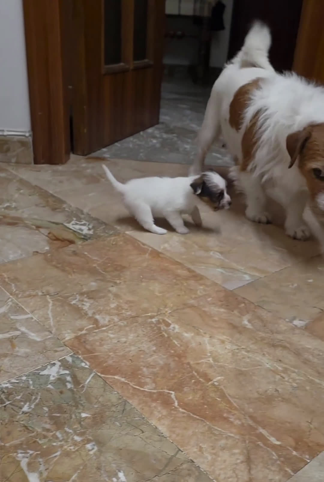 Jack Russell cani in vendita: Cuccioli di Jack Russell  - Video 1