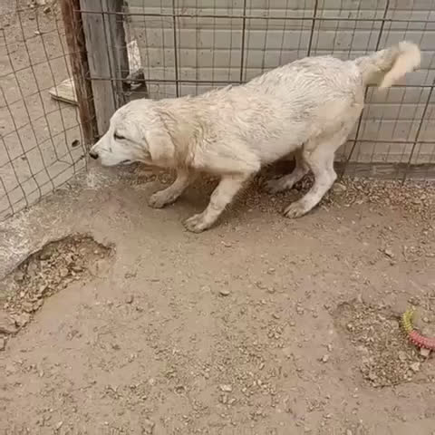 Meticcio cani in regalo: ADOTTA IL DOLCISSIMO OSLO a Provincia di Verona - Video 2