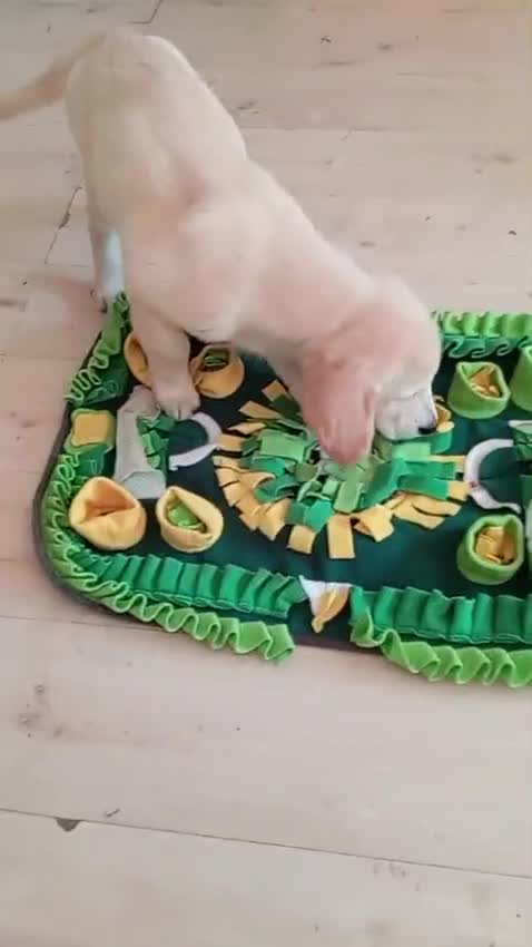 Golden Retriever cani in vendita: Femmina e maschio Golden retriever  - Video 1