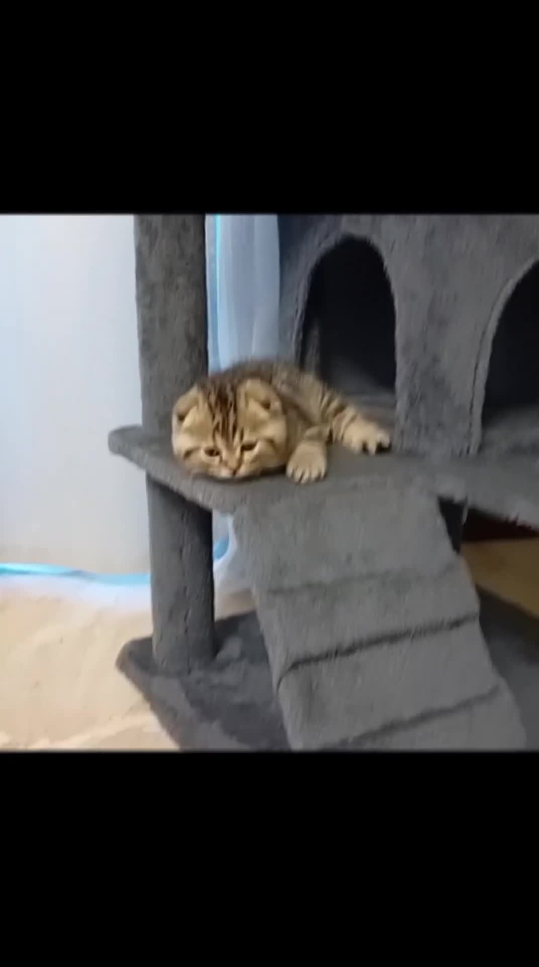 Scottish gatti in vendita: Scottish fold/straight  a Provincia di Padova - Video 1