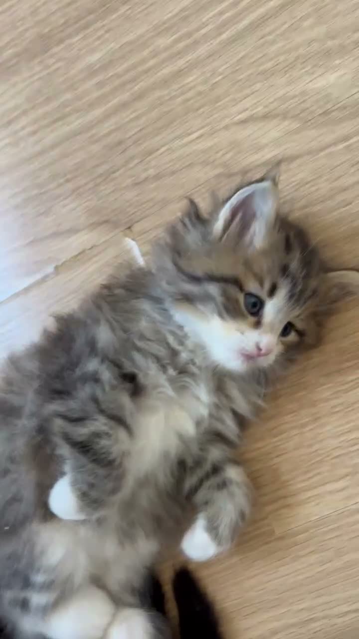 Siberiano gatti in vendita: SIBERIANO GATTINO IPOALLERGENICO  - Video 2