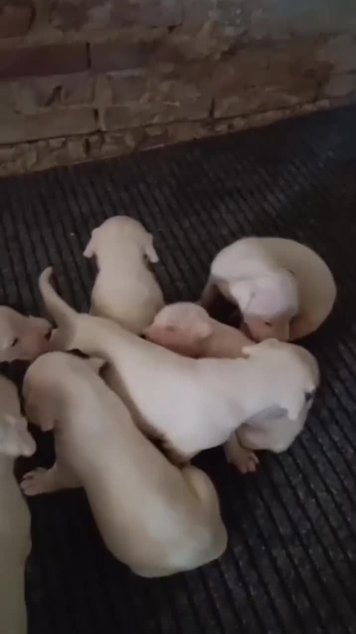 Dogo Argentino cani in vendita: Disponibili cuccioli di Dogo Argentino  - Video 1