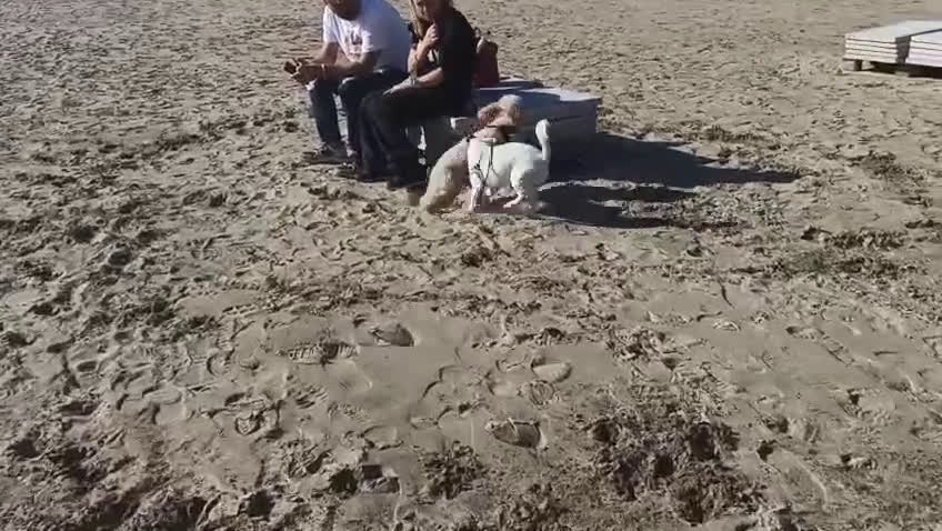 Jack Russell cani in regalo: Regalo Jack Russell Zeus - Video 1