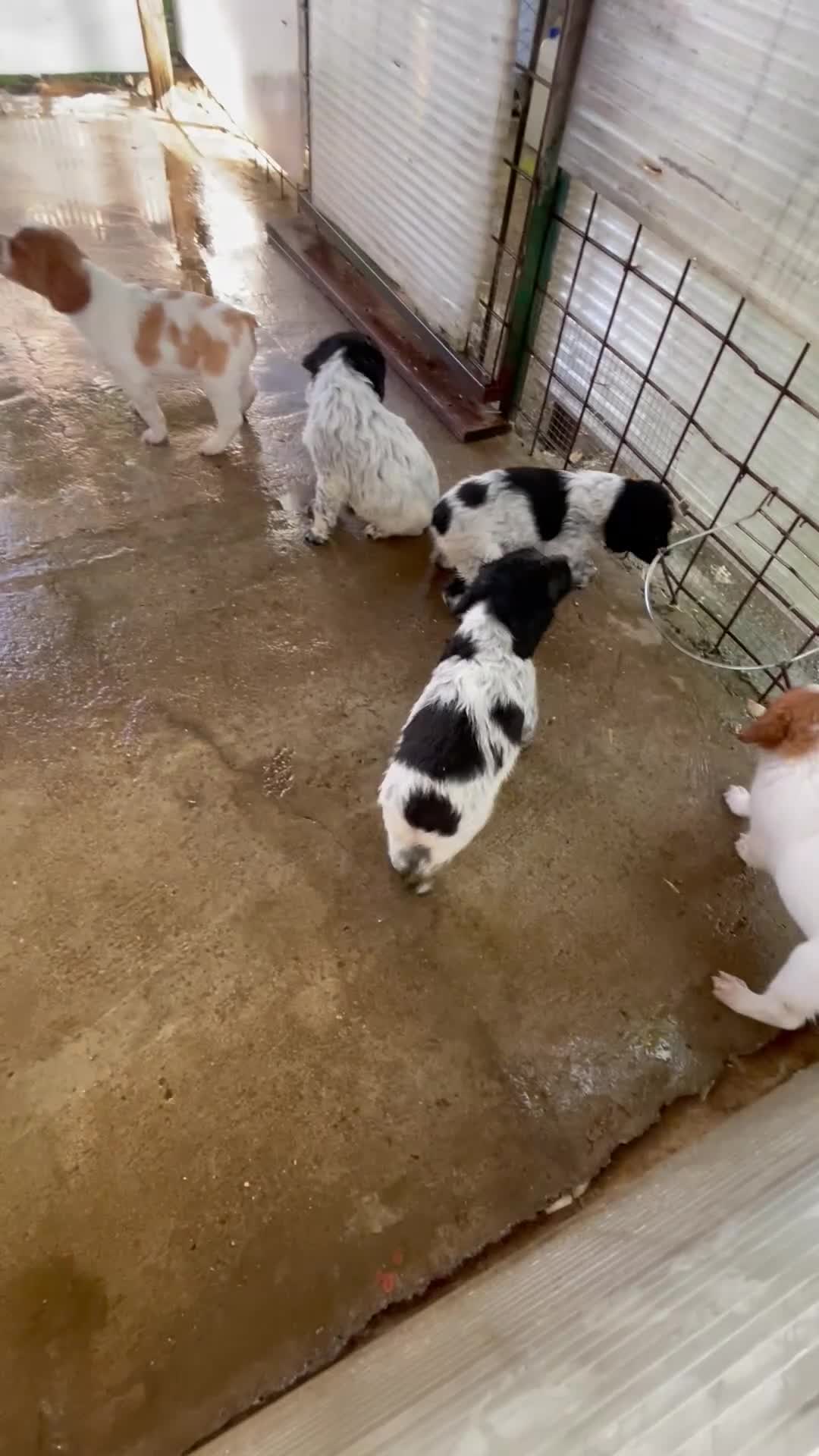 Breton cani in vendita: Breton  - Video 3